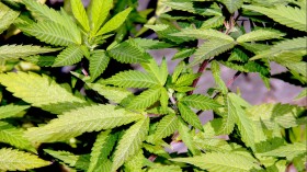 Supposed ‘Medical Marijuana’ Measures in Alabama, Utah Are Anything But, Source: http://animalnewyork.com/2014/man-swallows-lit-pot-cigar-charged-tampering-evidence-hells-kitchen/