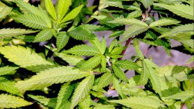 Supposed ‘Medical Marijuana’ Measures in Alabama, Utah Are Anything But