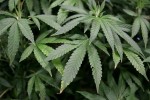 Colorado Abandons Medical Marijuana Crackdown
