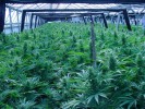 Feds to Deny Water to Washington Marijuana Growers?