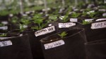 Florida Senate Passes Low-THC Medical Marijuana Bill