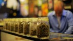 Many Factors on the Road to Marijuana Legalization in Colorado