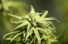 Marijuana Advocates Take the Spotlight at Minnesota Capitol