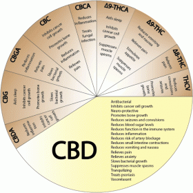 More States Move Forward With CBD-Only Measures, but Will They Help Patients, Source: http://norml-uk.org/2013/06/dutch-thc-strength-paper/