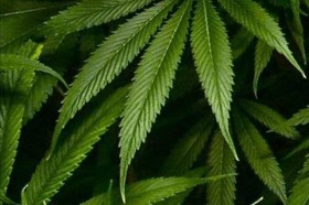 Nebraska in Top 10 Marijuana Strict States