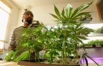 State Senate Panel Advances Medical Marijuana Regulations