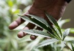 Uruguay to Give Medicinal Marijuana to Prisoners