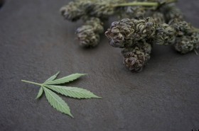 Florida Democrats Add Medical Marijuana to the Ballot to Boost Voter Turnout for The Midterm Election, Source http://www.huffingtonpost.com/2013/05/17/washington-state-pot_n_3289176.html
