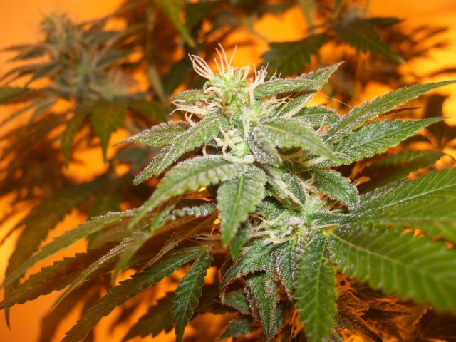 Aesliip's Grow: Flowering Update, Source: http://www.marijuanagrowguide.net/images/flower/flower1.jpg