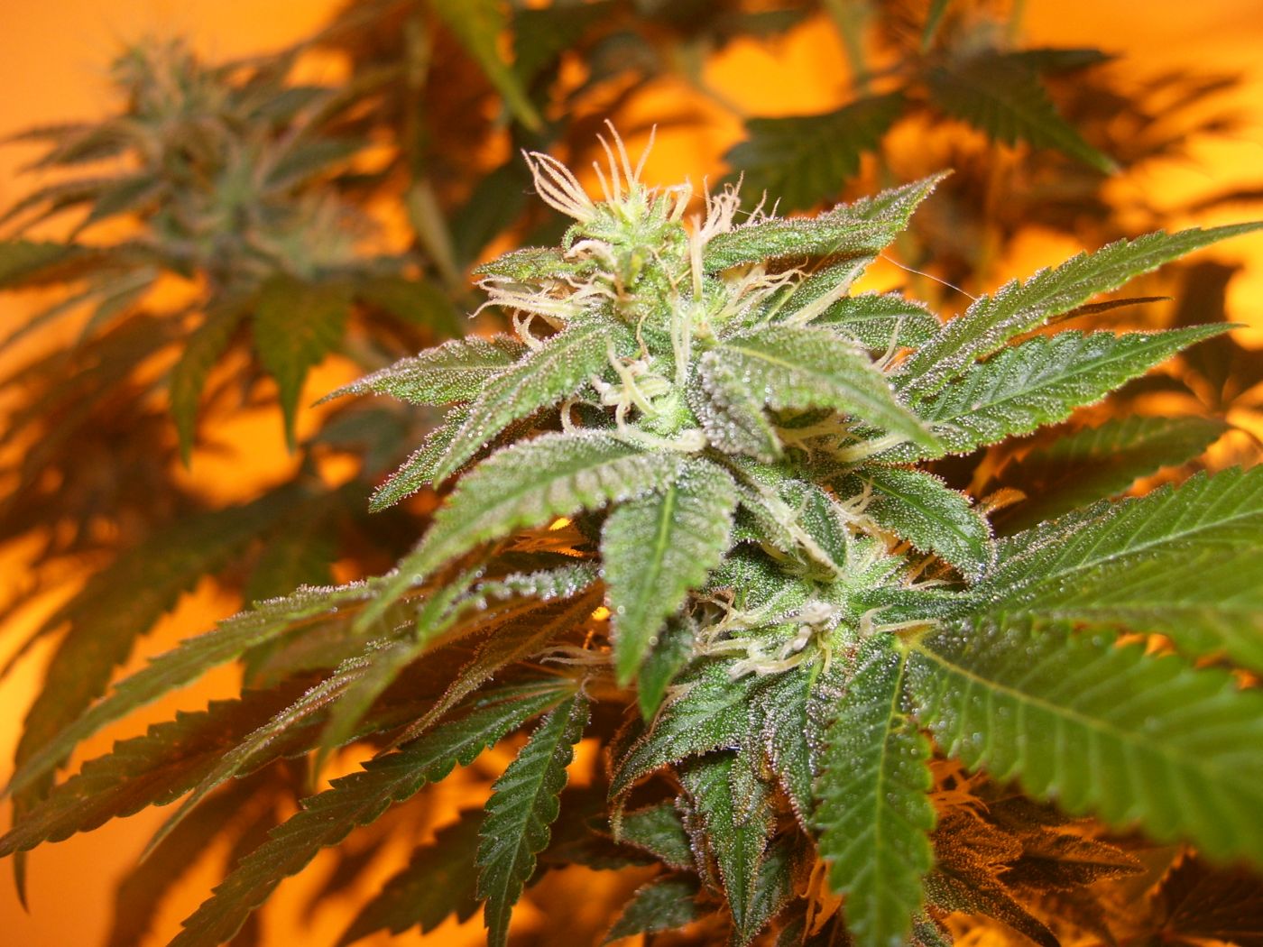 Aesliip's Grow: Flowering Update - Weedist1400 x 1050