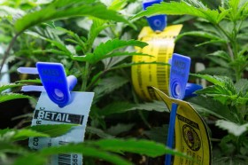 First Recreational Marijuana Licenses in Whatcom County, Washington