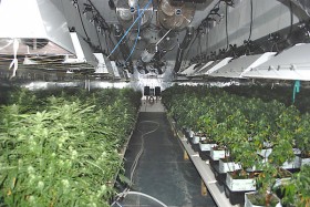 Growing Medical Marijuana in Florida