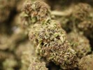 Marijuana Decriminalization Proposed in Delaware