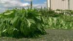 Ohio: Marijuana Most Commonly Seized Drug in 2013