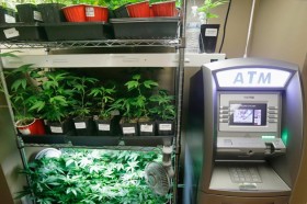 With Banks Wary of Pot, Colorado Mulls Marijuana Bank