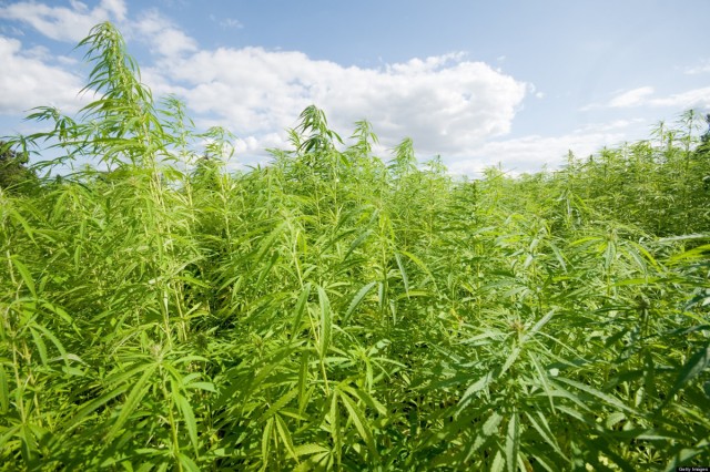 Can Cannabis Combat Pollution?, Source: http://i.huffpost.com/gen/1147273/thumbs/o-HEMP-FARMING-facebook.jpg