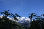International Cannabis Update: Russia Feels Ripple Effects From Colorado Legalization