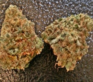 My Favorite Strains: Super Lemon Kush - Weedist