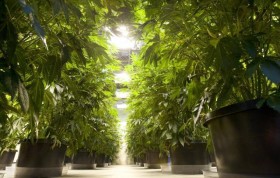 Sacramento County to Limit Indoor Marijuana Growth