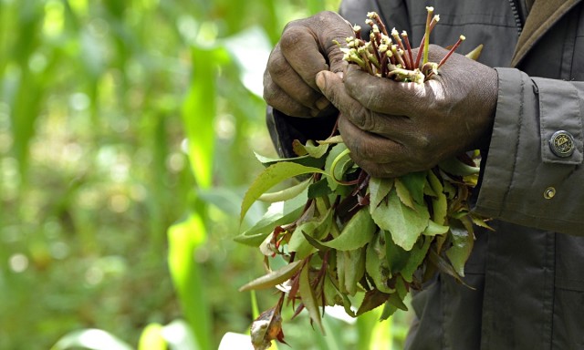UK Bans Khat (Herb Safer Than Tobacco), Source: http://static.guim.co.uk/sys-images/Guardian/Pix/pictures/2014/3/30/1396199918316/Khat-cultivated-in-Meru-K-012.jpg