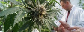 Canada Issues “Breeders Rights” for Cannabis Sativa Strain