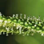 cannabis trichomes - Cannabinoid Profiles Meet Your CB Receptors, Source: http://theleafonline.com/c/Science/2014/06/cannabinoid-profiles-meet-your-cb-receptors