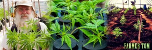 My Visit to A Legal Cannabis Farm, Source: Used with permission from Farmer Tom http://kushtourism.com/farmer-toms-tour/