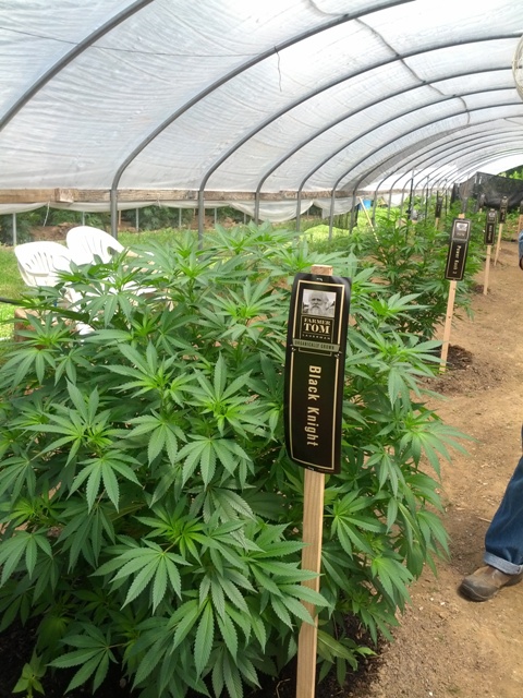 My Visit to A Legal Cannabis Farm - Weedist