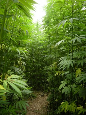 Connecticut: Governor Signs Hemp Feasibility Measure Into Law
