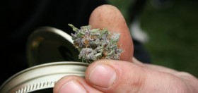 Study: No Link Between Marijuana and Psychosis Risk