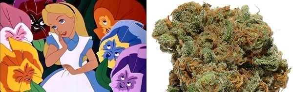 Five Strains for the Adult Disney Fan, Source: http://newslang89.files.wordpress.com/2013/05/aliceinwonderland1951-3.jpg & http://c786.r86.cf2.rackcdn.com/thumbs/1024x600/wp-content/files_mf/1317413208_magicfields_picture_1_2.png