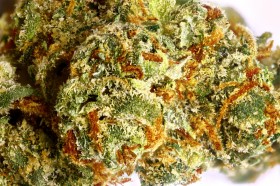 Five of the Best & Worst Strain Names, Source: http://budgenius.com/photo/01e2ea_54a570f4442ea1356ab034540d735d23/123626_dry_1.jpg