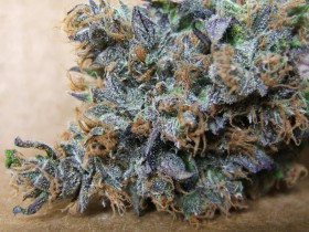 Five of the Best & Worst Strain Names, Source: http://c786.r86.cf2.rackcdn.com/thumbs/1024x600/wp-content/files_mf/1295475117_magicfields_picture_1_1.jpg
