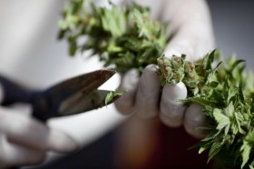 Germany Allows Seriously Ill Patients to Grow Their Own Cannabis