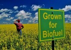Hemp Biofuels to Save the World