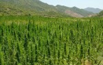 International Cannabis Update: Morocco Seeks to Legalize Cannabis