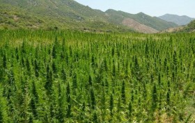 International Cannabis Update: Morocco Seeks to Legalize Cannabis