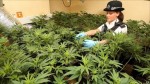 International Cannabis Update: United Kingdom, Wavering Cannabis Illegality