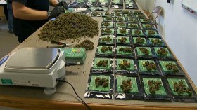 Washington State’s First Legal Marijuana Shops Set to Open Amid Chaos