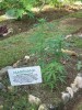 Uruguay Looking for Cannabis Growers for Legal Marijuana Program
