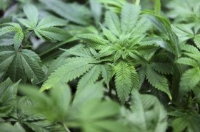 Santa Fe City Council Votes to Decriminalize Marijuana