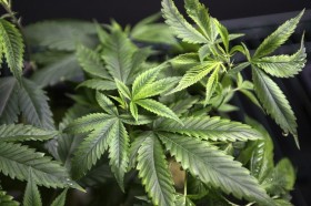 Let It Grow: Banks Offering Financial Services to Marijuana-Related Businesses