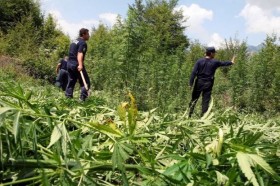 Albania Destroys Marijuana Worth $8.2 Billion