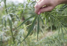 Cancer Patient Avoids Prison for Growing Marijuana