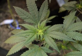 Colorado Medical-Marijuana Caregiver Rules Could Pinch Young Patients