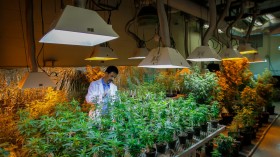 For-Profit Institutions Ineligible to Receive Medical Marijuana Research Grants