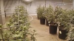 Las Vegas Police Bust Pot Grower Who Put His Crop on YouTube