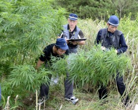 Loophole in Harsh Japanese Drug Law Allows CBD