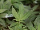 Marijuana Legalization Effort Begins in California
