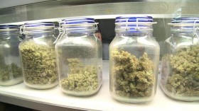 Pennsylvania Senate Passes Medical Marijuana Bill